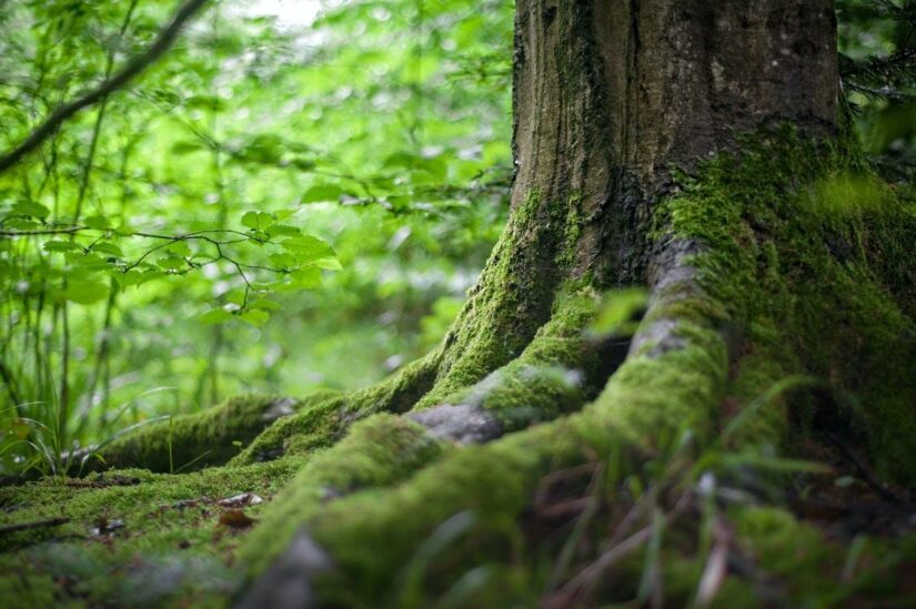 Pourquoi les entreprises ont-elles lancé la nouvelle tendance d’investir dans la conservation des forêts ?