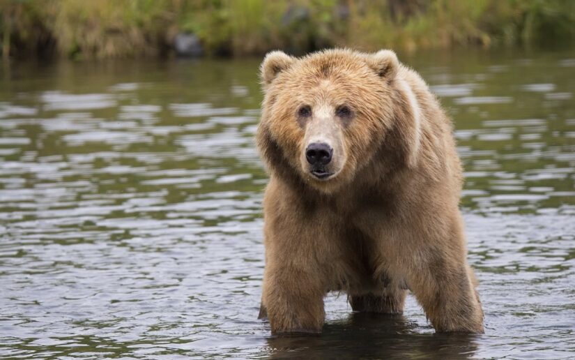 Les 10 animaux les plus dangereux du Canada